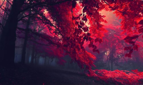 dark-red-autumn-forest-za